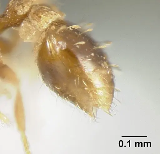 Strumigenys calamita - JTLC000007691