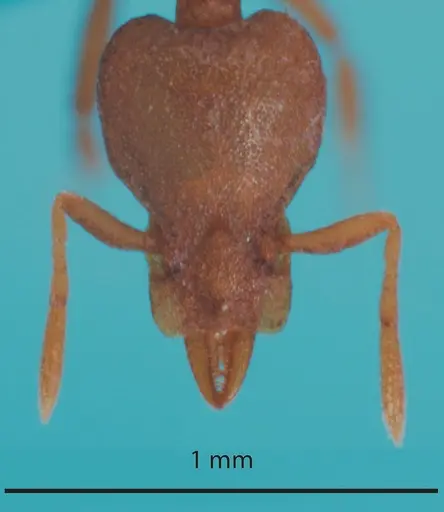 Strumigenys canina specimen