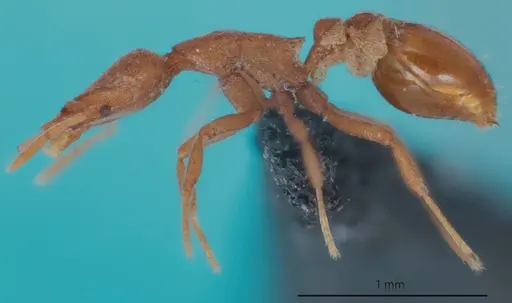 Strumigenys canina specimen