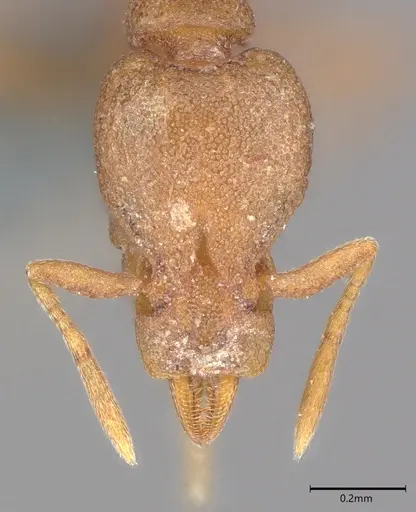 Strumigenys canina - CASENT0728835