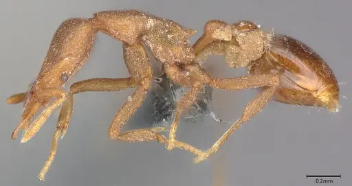 Strumigenys canina - CASENT0728835