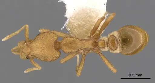 Strumigenys canina - CASENT0900124