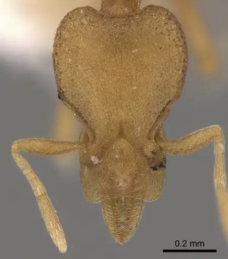 Strumigenys canina - CASENT0900124