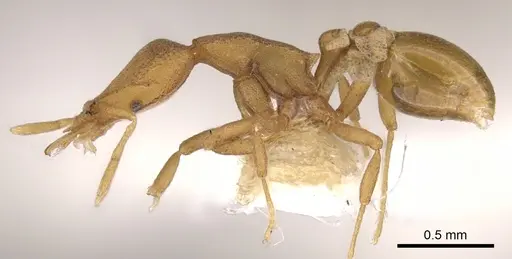 Strumigenys canina - CASENT0900124