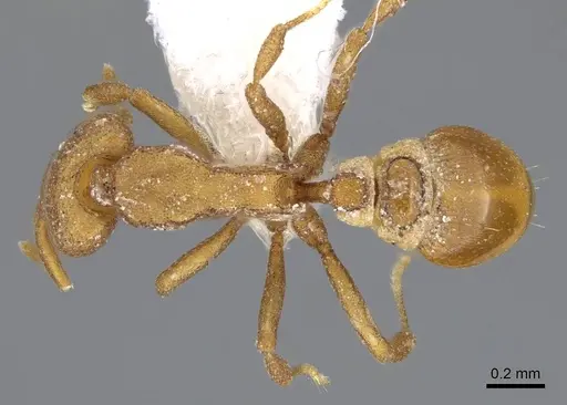 Strumigenys canina - CASENT0914622