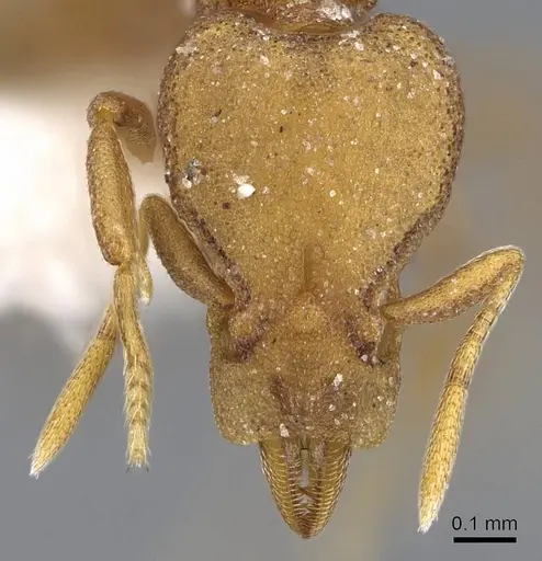 Strumigenys canina - CASENT0914622