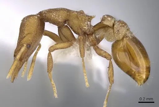 Strumigenys canina - CASENT0914622