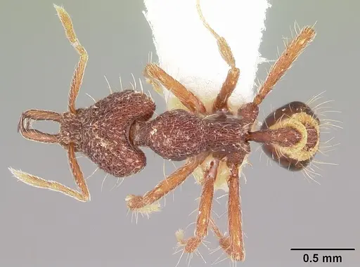 Strumigenys caniophanes specimen