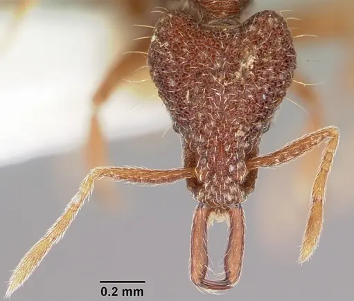 Strumigenys caniophanes specimen