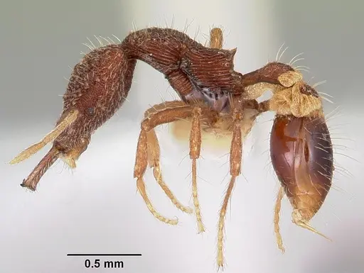 Strumigenys caniophanes specimen