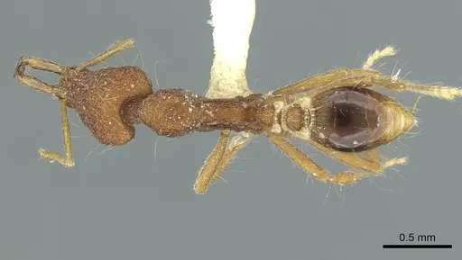 Strumigenys caniophanoides specimen