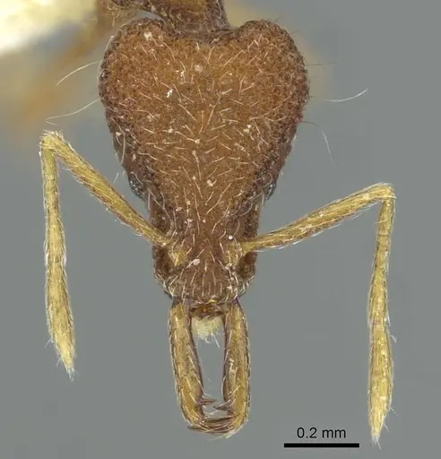 Strumigenys caniophanoides specimen