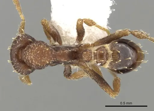 Strumigenys capitata specimen