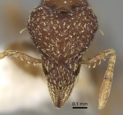 Strumigenys capitata specimen