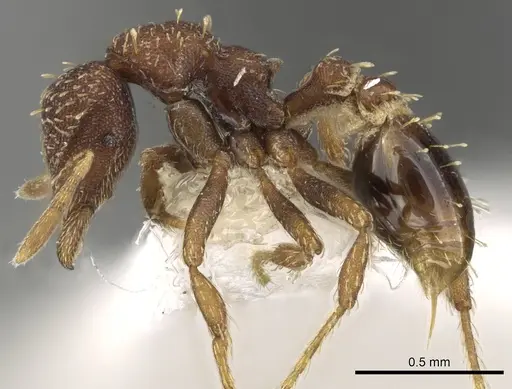 Strumigenys capitata specimen