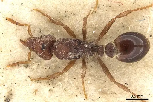 Strumigenys capitata - CASENT0901397