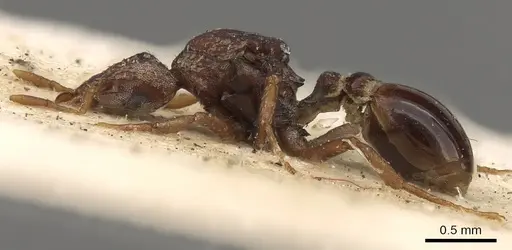 Strumigenys capitata - CASENT0901397