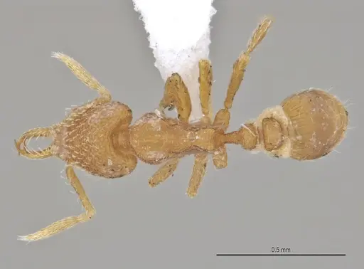 Strumigenys carinithorax specimen