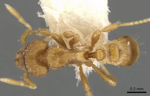 Strumigenys carinognatha specimen