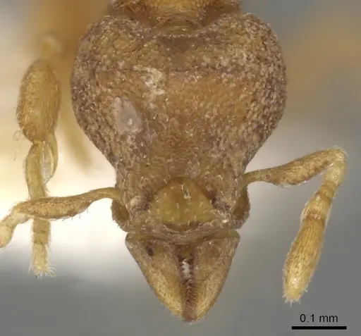 Strumigenys carinognatha specimen