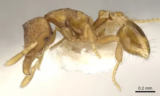 Strumigenys carinognatha specimen