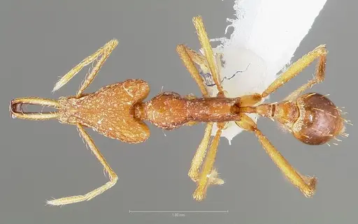 Strumigenys carisa specimen