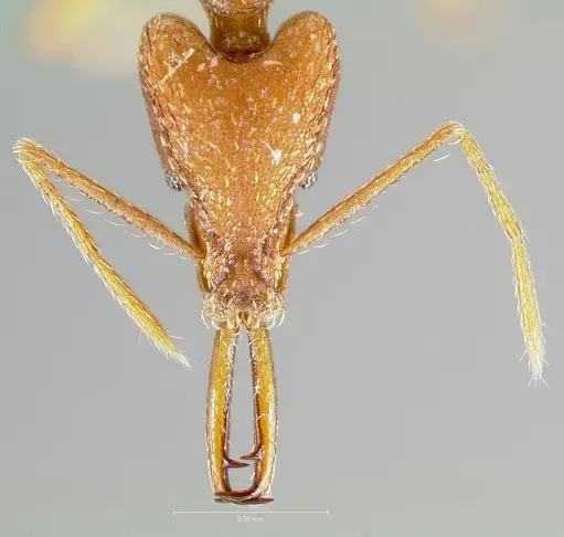 Strumigenys carisa specimen