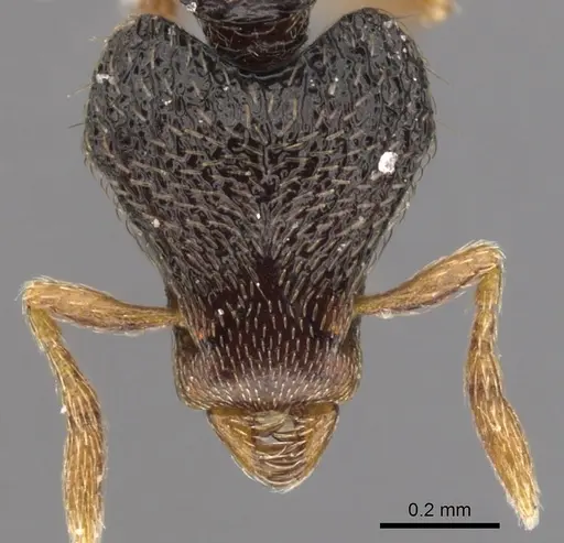 Strumigenys carisa - CASENT0900159