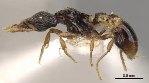 Strumigenys carisa - CASENT0900159