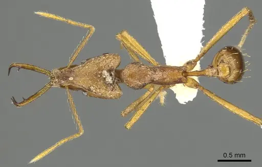 Strumigenys carisa - CASENT0900703