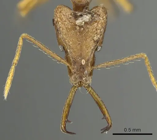 Strumigenys carisa - CASENT0900703