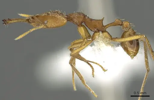 Strumigenys carisa - CASENT0900703