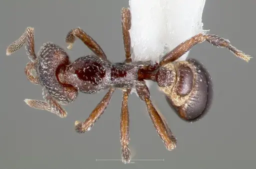 Strumigenys carolinae specimen