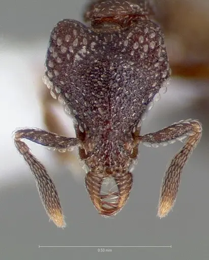 Strumigenys carolinae specimen