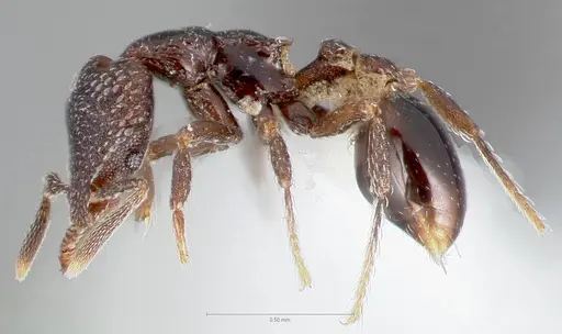 Strumigenys carolinae specimen