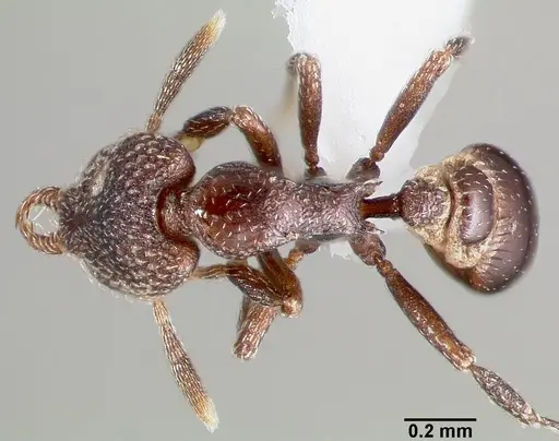 Strumigenys carolinae - CASENT0005502