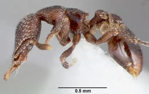 Strumigenys carolinae - CASENT0005502