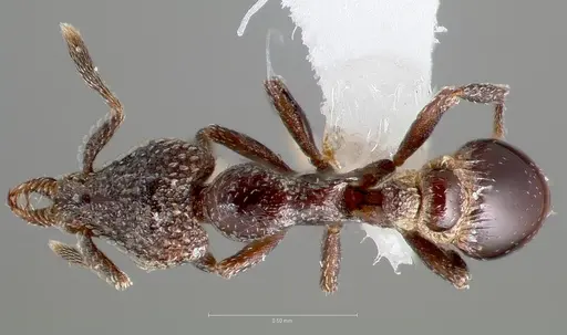 Strumigenys carolinae - CASENT0005503