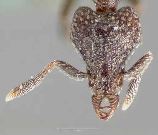 Strumigenys carolinae - CASENT0005503