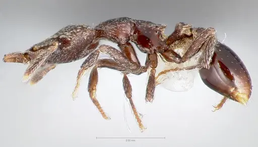 Strumigenys carolinae - CASENT0005503