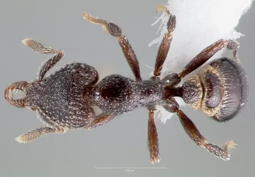 Strumigenys carolinae - CASENT0005504