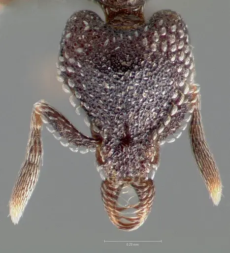 Strumigenys carolinae - CASENT0005504