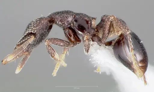 Strumigenys carolinae - CASENT0005504