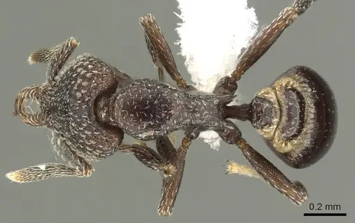 Strumigenys carolinae - CASENT0900689