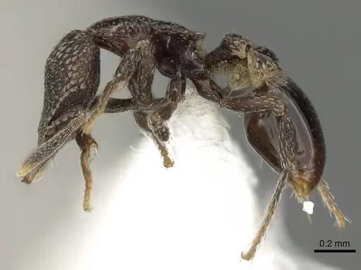 Strumigenys carolinae - CASENT0900689