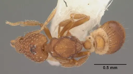 Strumigenys carolinensis specimen