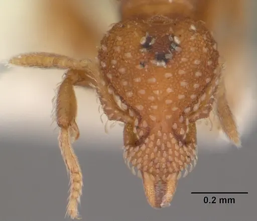 Strumigenys carolinensis specimen