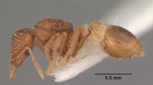 Strumigenys carolinensis specimen