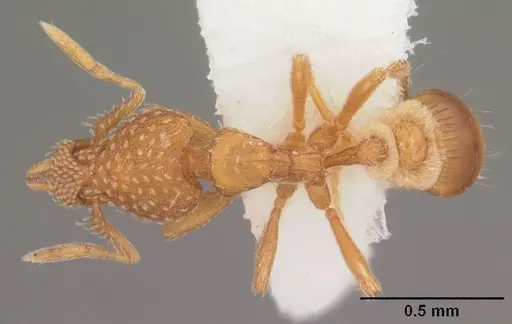 Strumigenys carolinensis - CASENT0104341