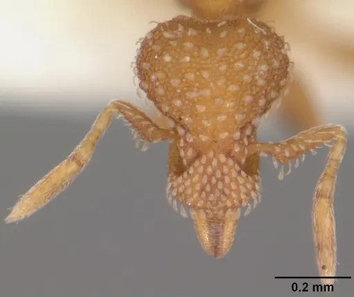 Strumigenys carolinensis - CASENT0104341